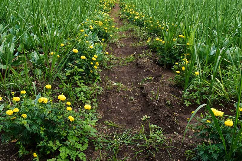 A close up horizontal image of a vegetable garden with marigolds growing on the edges as trap crops.