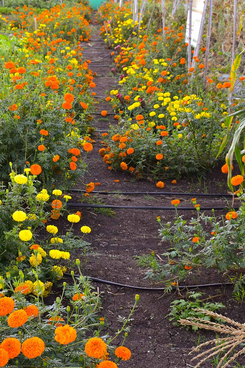 A close up vertical image of marigolds planted as trap crops in the vegetable garden.