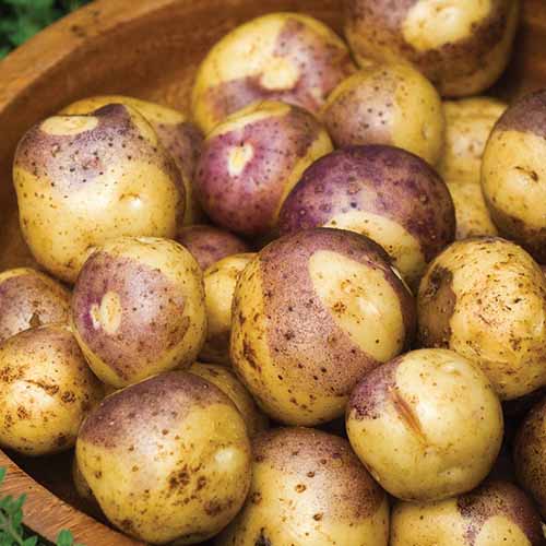 A close up square image of a wooden bowl filled with 'Masquerade' spuds.