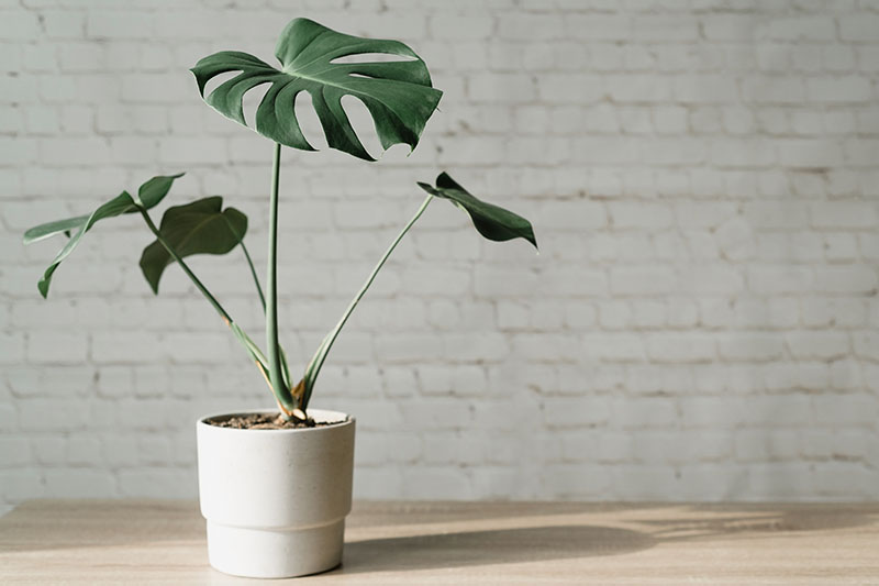A close up horizontal image of a monstera houseplant growing in a small white container set on a wooden surface with a white brick wall in the background.