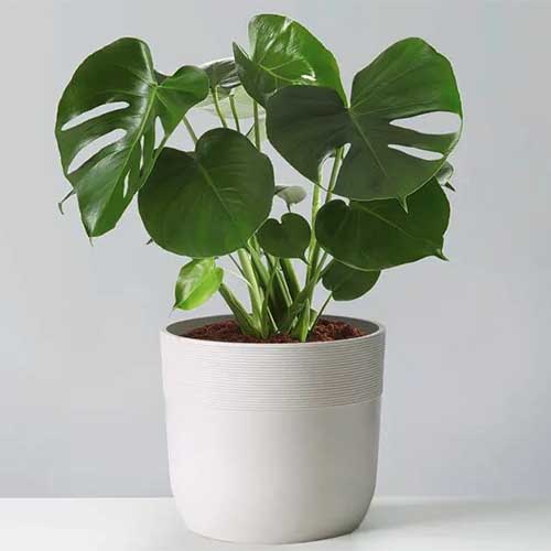 A close up square image of a monstera Swiss cheese plant in a white ceramic container set on a white surface.