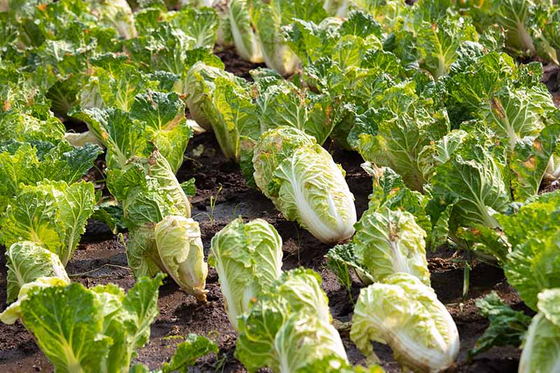 A close up horizontal image of napa cabbages growing in rows in the garden.