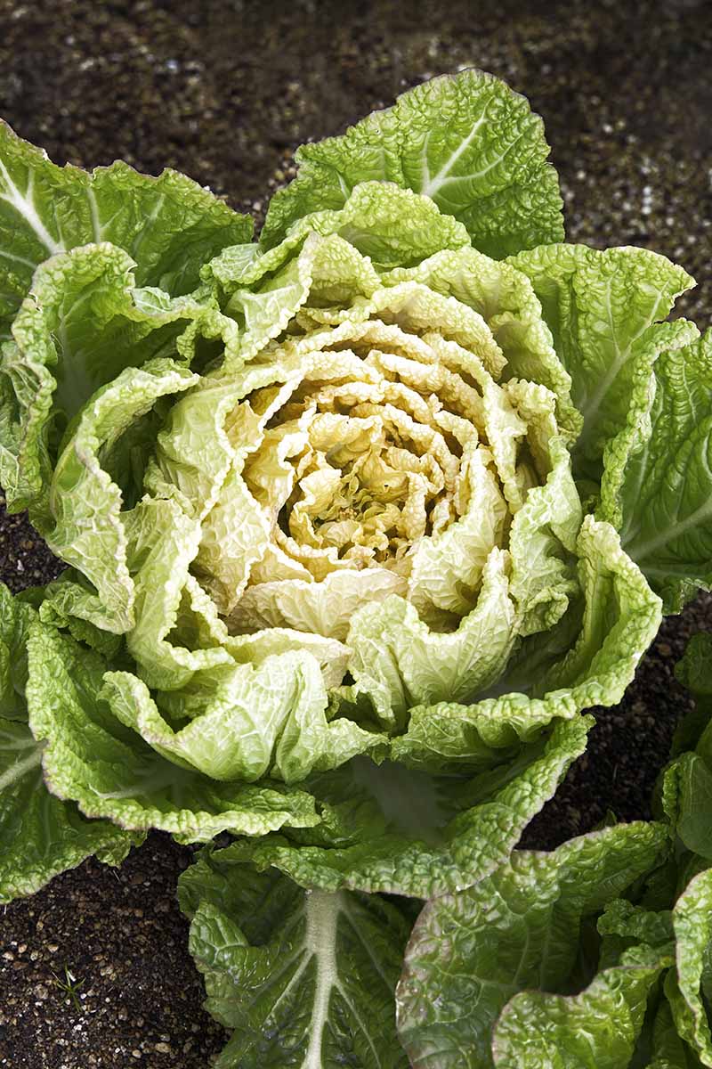 A close up vertical image of a Chinese cabbage growing in the garden.