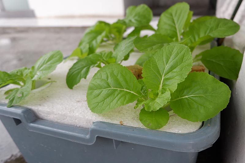 A close up horizontal image of seedlings growing in a gray rectangular container.