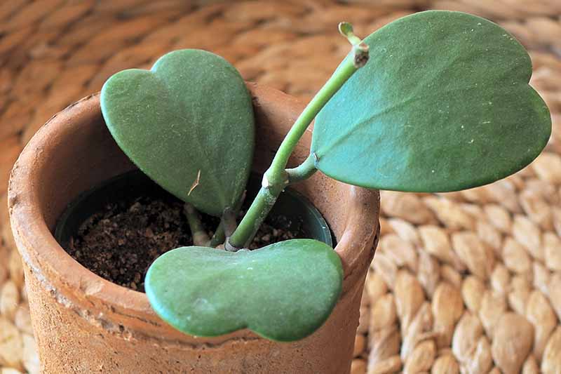 A close up horizontal image of a small hoya plant growing in a ceramic pot with a tiny leaf just starting to emerge.