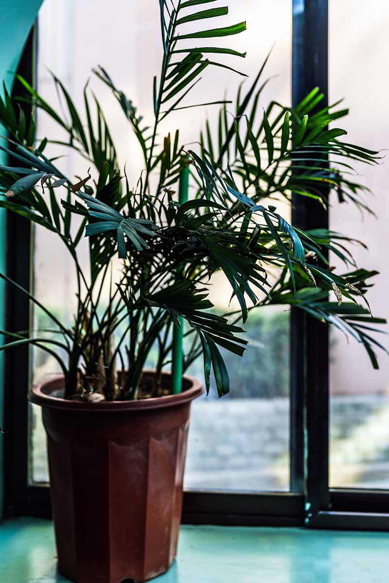 A close up vertical image of a parlor palm growing in a large pot set by a window.