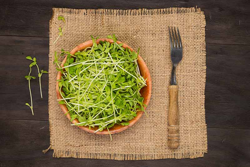 A close up horizontal image of a bowl of pea shoots on a fabric table mat with a fork to the right of the frame.