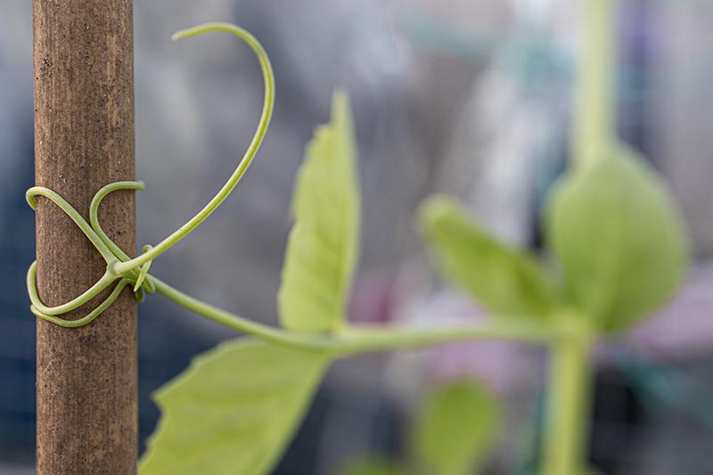 A close up horizontal image of pea tendrils wrapped around a wooden trellis pictured on a soft focus background.