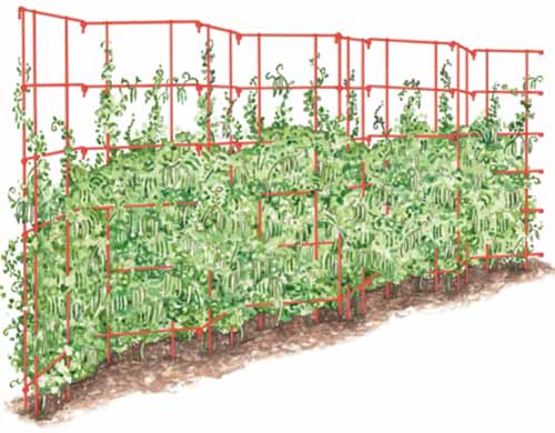A close up horizontal image of a hand-drawn illustration of a red trellis growing peas isolated on a white background.