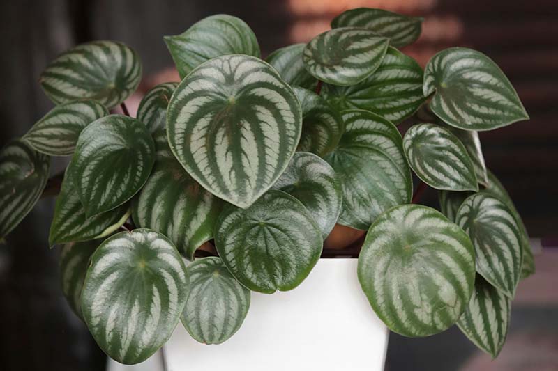 A close up horizontal image of a peperomia plant growing in a white container in a dark area of a room.