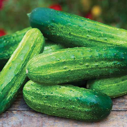 A close up square image of a pile of 'Pick a Bushel' cucumbers set on a wooden surface.