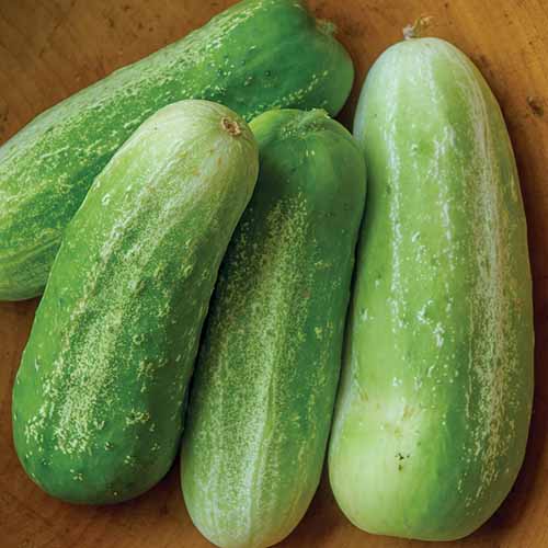A close up square image of small light green 'Picklebush' cucumbers set on a wooden surface.