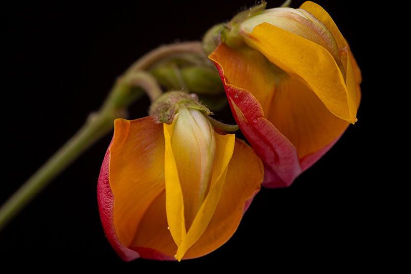 A close up horizontal image of orange and red pigeon pea (Cajanus cajan) flowers pictured on a dark background.