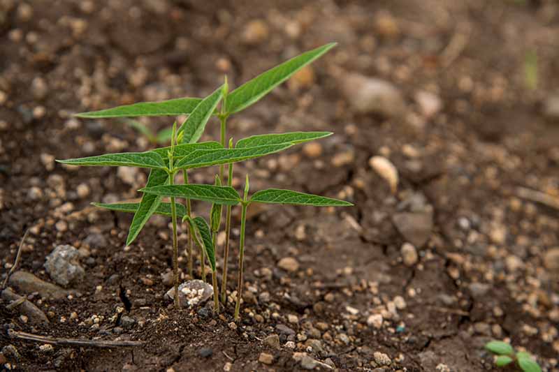 A close up horizontal image of small pigeon pea (Cajanus cajan) seedlings growing in the garden.