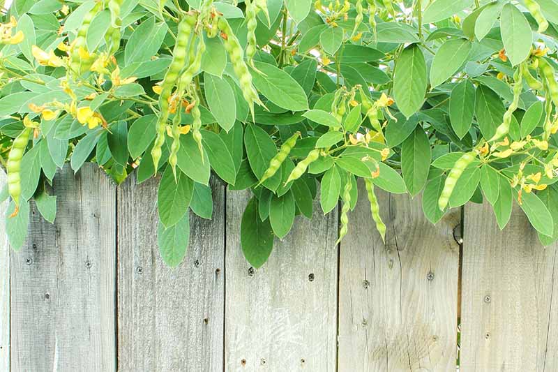 A close up horizontal image of mature pigeon peas (Cajanus cajan) cascading over a wooden fence.