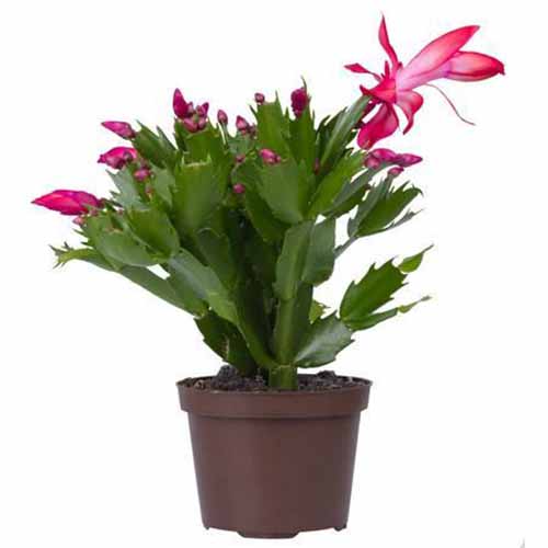 A close up square image of a pink Christmas cactus growing in a small pot isolated on a white background.