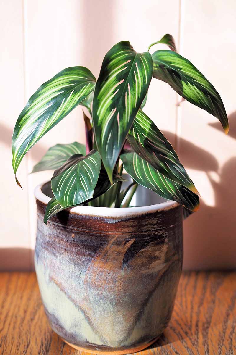 A close up vertical image of a Calathea ornata pinstripe plant growing in a ceramic pot set on a wooden surface.