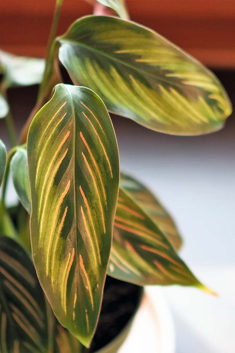 A close up vertical image of the patterns on the leaves of Calathea ornata growing in a pot indoors, pictured on a soft focus background.
