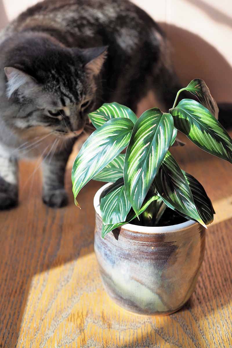 A close up vertical image of a furry gray cat examining a pinstripe plant growing in a pot, set on a wooden surface.