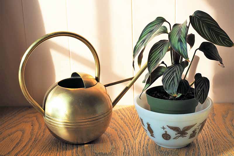 A close up horizontal image of a small pinstripe plant growing in a pot set in a larger bowl for bottom watering, with a brass watering can to the left of the frame.