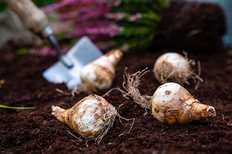 A close up horizontal image of daffodil bulbs set on dark rich soil with a garden trowel in soft focus in the background.