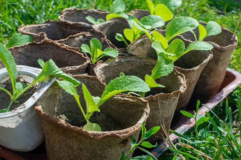 A close up horizontal image of seedlings in biodegradable pots set outside in the sunshine.