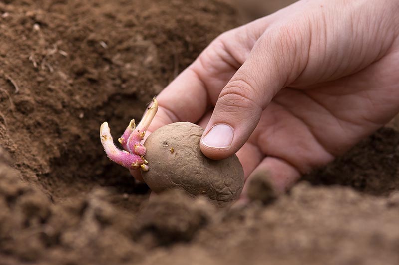 A close up horizontal image of a hand from the right of the frame planting out a sprouted potato into dark, rich soil.