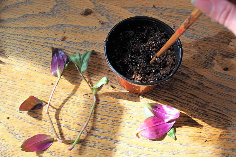 A close up horizontal image of a hand from the right of the frame using a stick to poke a hole in soil in a pot with Tradescantia cuttings to the left of the frame.
