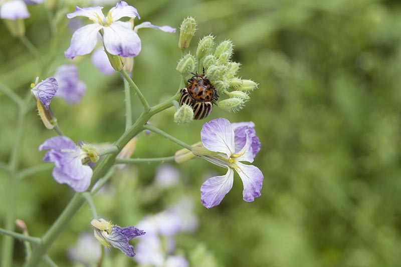 A close up horizontal image of a potato beetle infesting radish flowers pictured on a soft focus background.