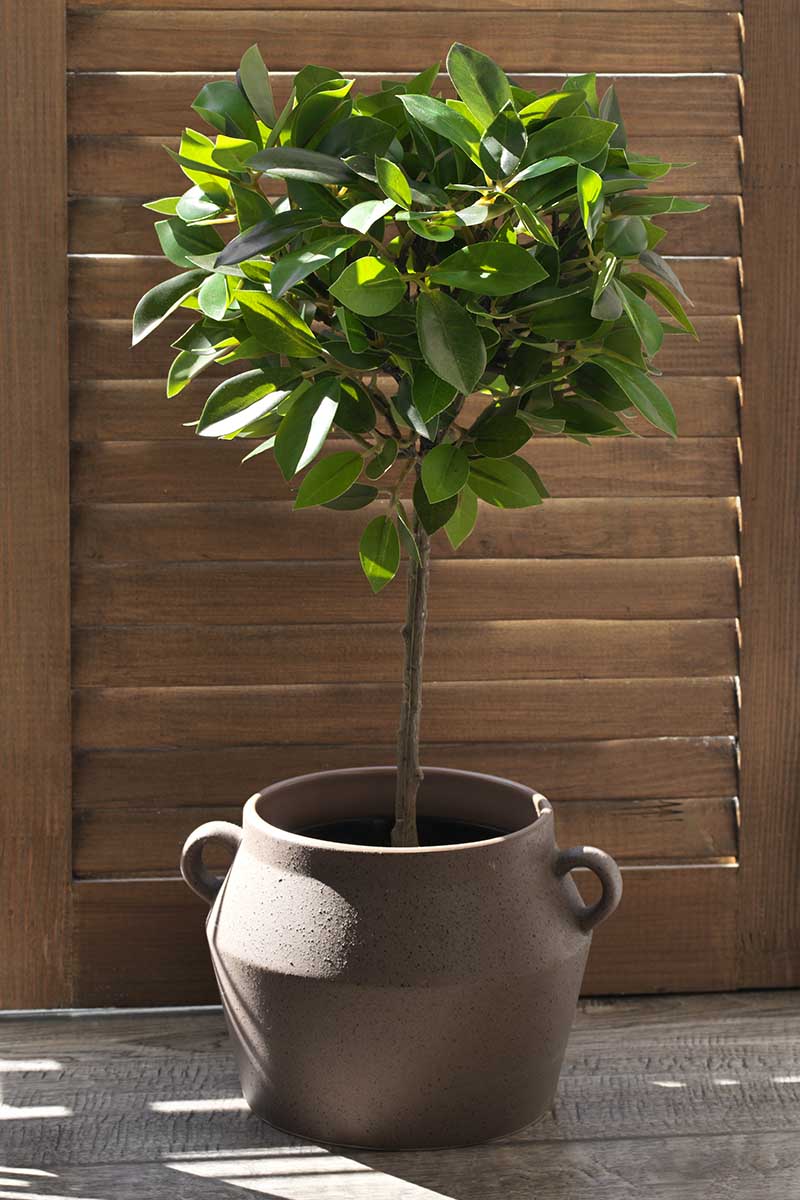 A close up vertical image of a weeping fig growing in a ceramic pot on a patio with a wooden fence in the background.