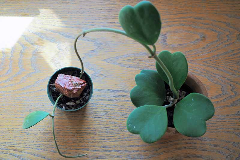 A close up horizontal image of a Hoya kerrii plant being propagated by layering.