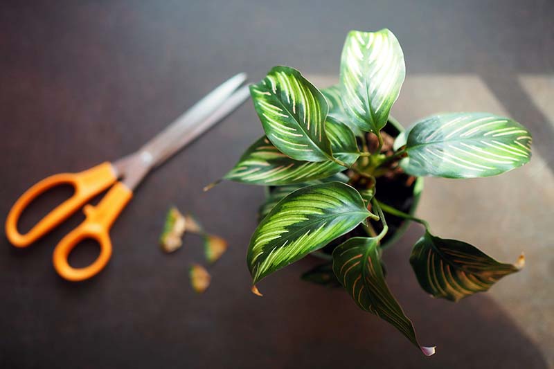 A close up horizontal image of a prayer plant growing in a pot with a pair of scissors to the left of the frame with trimmed leaf tips.