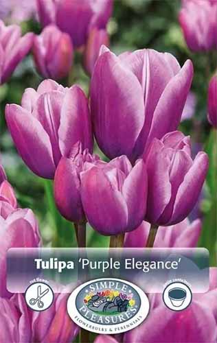 A close up vertical image of a packet of Tulipa 'Purple Elegance' bulbs.