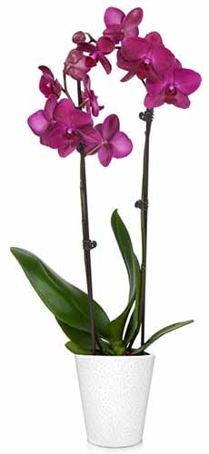 A close up vertical image of a purple orchid growing in a white pot isolated on a white background.