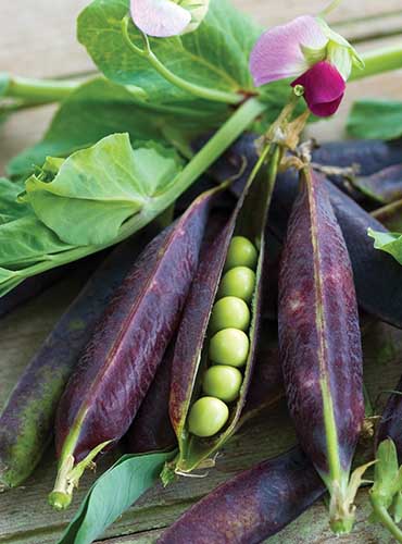 A close up vertical image of freshly harvested 'Purple Podded' peas set on a wooden surface.