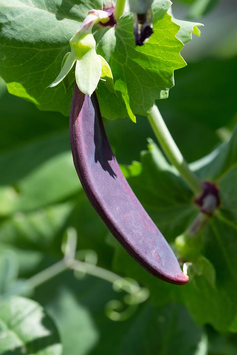 A close up vertical image of a purple snow pea growing in the garden pictured in bright sunshine on a soft focus background.