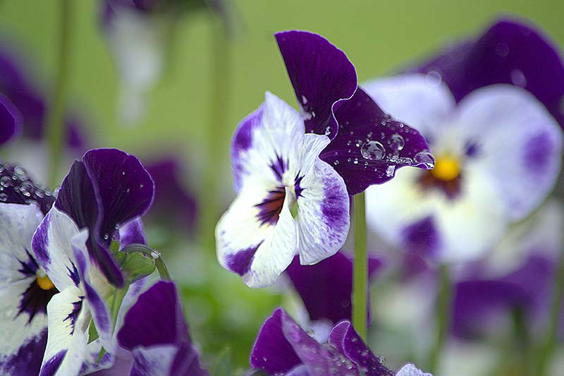 A close up horizontal image of purple and white pansies blooming in the garden pictured on a green soft focus background.