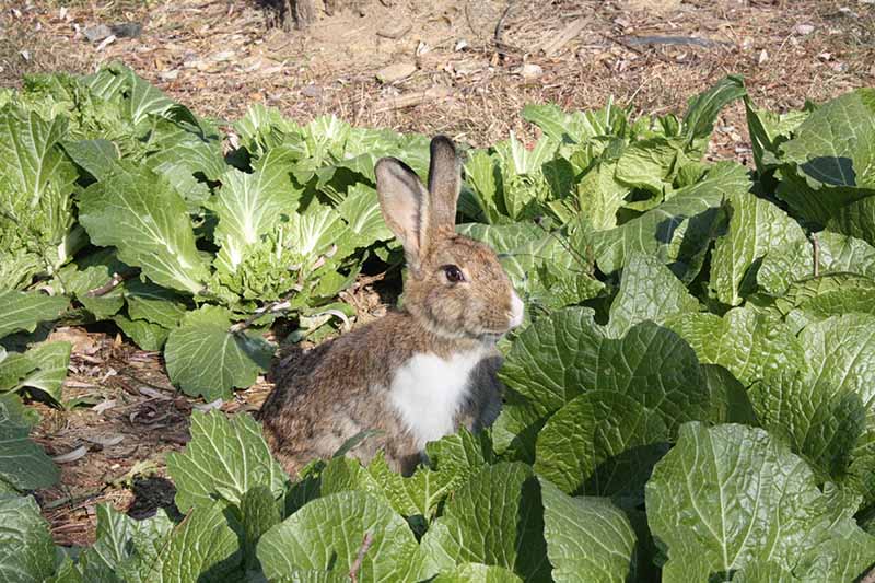 A close up horizontal image of a rabbit in a cabbage patch looking slightly alarmed.