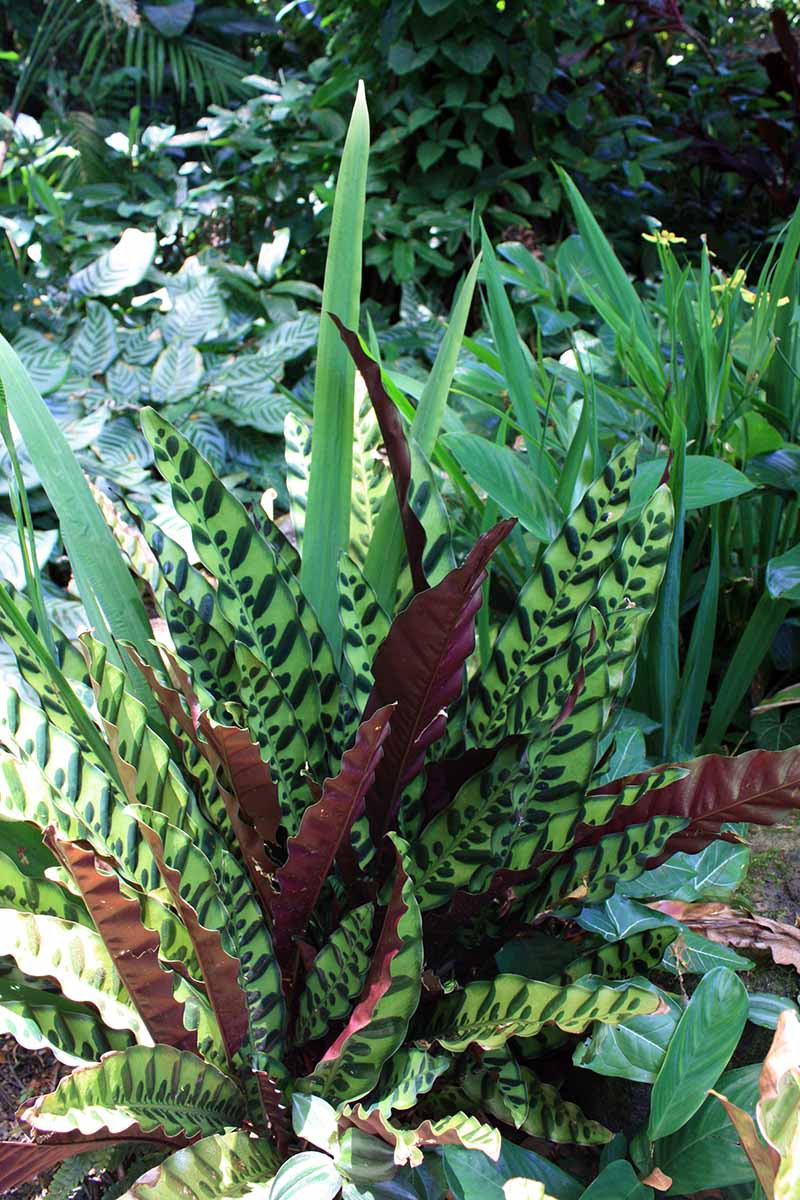 A close up vertical image of a rattlesnake plant (Goeppertia insignis) growing outdoors in a tropical garden.