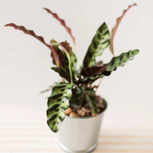 A close up square image of a prayer plant growing in a six inch pot set on a wooden surface.