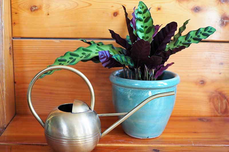 A close up horizontal image of a rattlesnake prayer plant growing in a blue ceramic pot set on a wooden surface with a decorative watering can next to it.