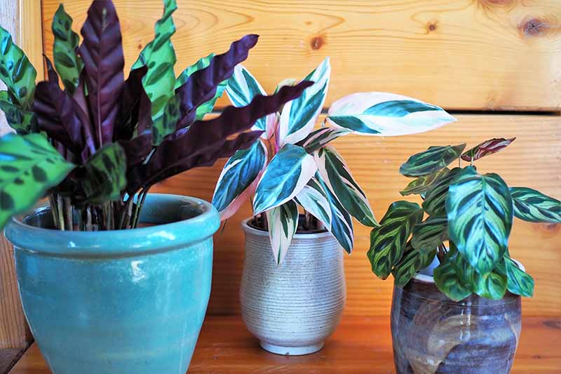 A close up horizontal image of three prayer plants set on a wooden surface.