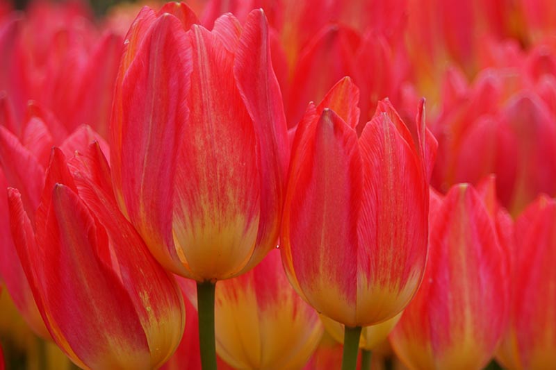 A close up horizontal image of bright red and yellow Tulipa 'Antoinette' flowers growing in the garden pictured on a soft focus background.