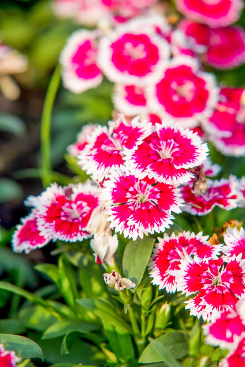 A close up vertical image of red centered China pinks with white fringed petals growing in the garden fading to soft focus in the background.