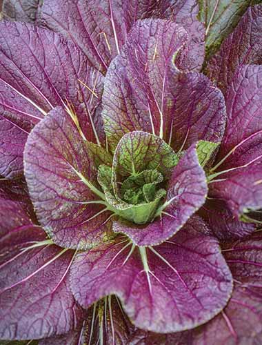A close up vertical image of a 'Red Dragon' cabbage growing in the garden.