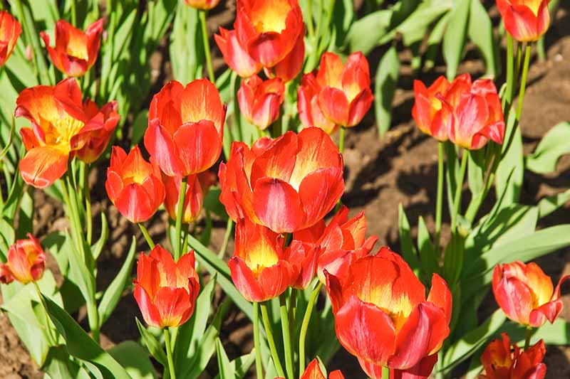 A close up horizontal image of bright red and yellow 'Florette' flowers growing in the garden pictured in bright sunshine.