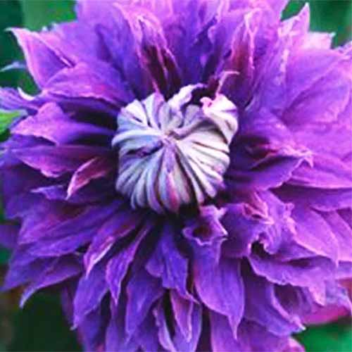 A close up square image of a purple clematis flower growing in the garden.