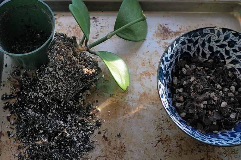 A close up horizontal image of a Hoya kerrii plant that has been removed from its pot ahead of repotting.