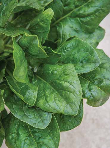 A close up vertical image of 'Riverside' spinach leaves.