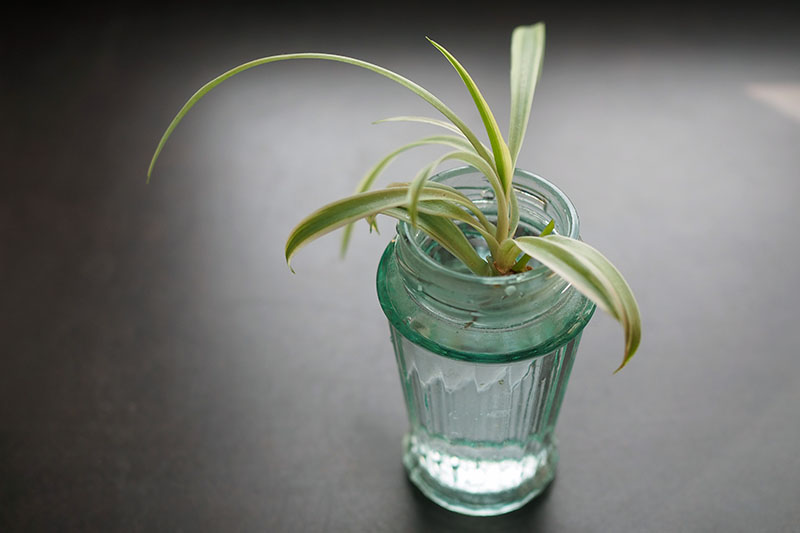 A horizontal image of a variegated spiderette rooting in a glass jar filled with water.